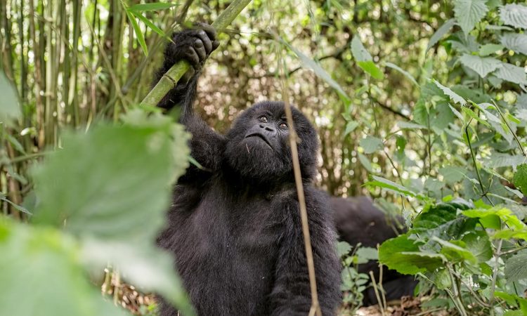 Uganda Gorilla Filming Permits