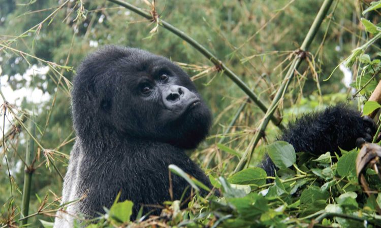 Uganda Gorilla Habituation from Kigali
