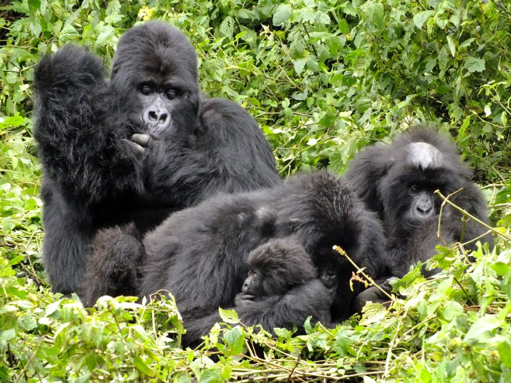 Uganda Gorilla Permits