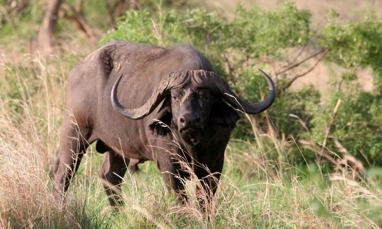 Uganda Wildlife Authority