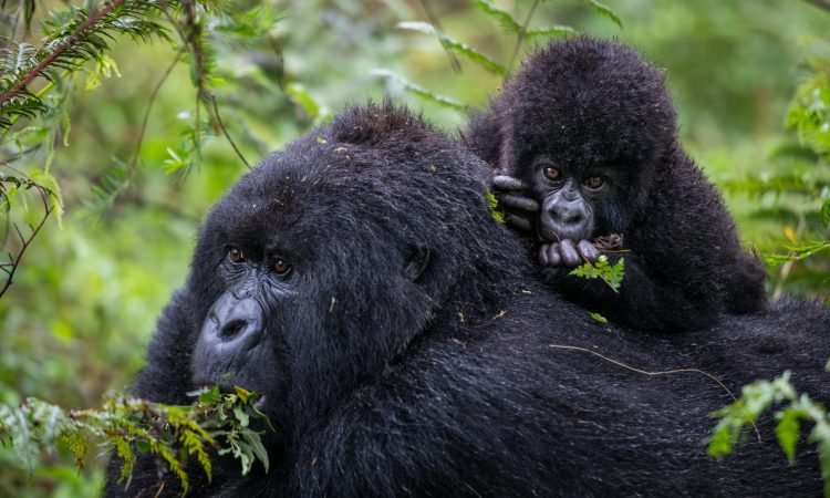 Ugyenda Gorilla Group - Exploring Rwanda's Mobile Mountain Gorillas