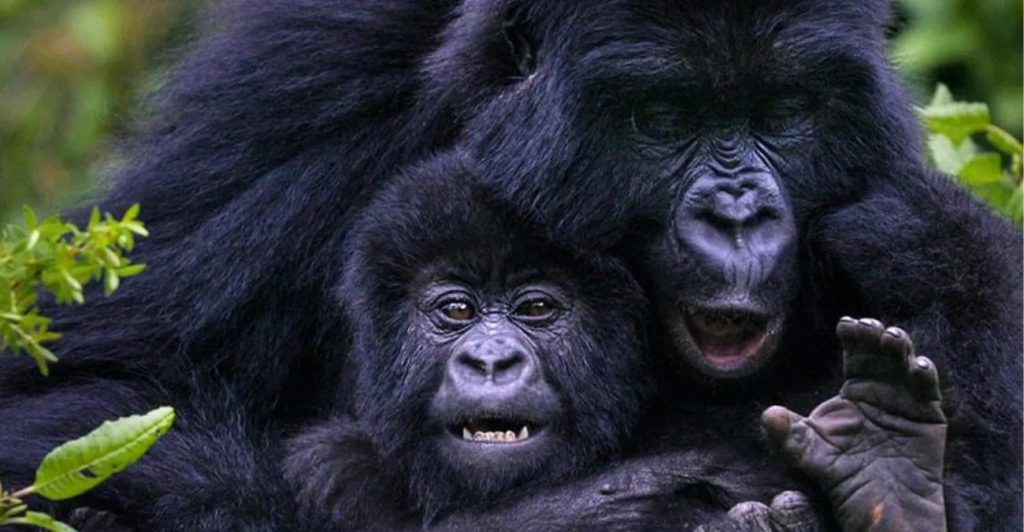 Ugyenda Mountain Gorilla Family