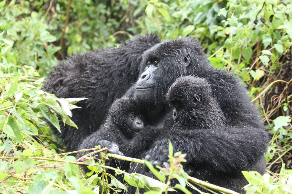 Umubano Gorilla Group | Rwanda's Harmonious Primates