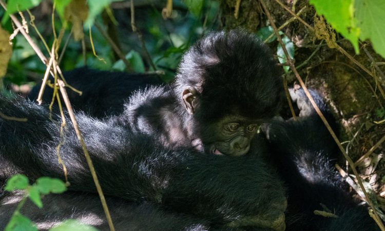 Umubano Gorilla Group - Insights into Rwanda's Harmonious Mountain Gorillas