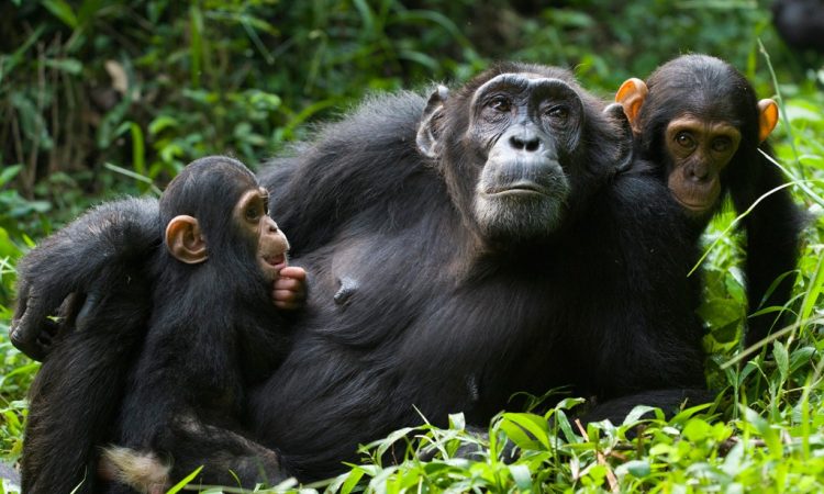 What Chimpanzee are found in Uganda