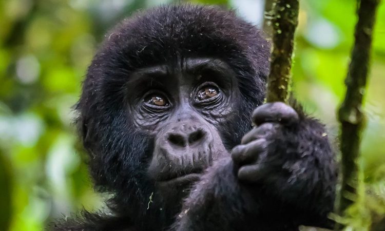 What is the Largest Species of Gorillas