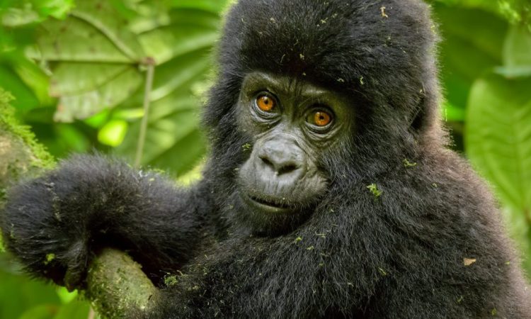 What to do when a gorilla charges on you