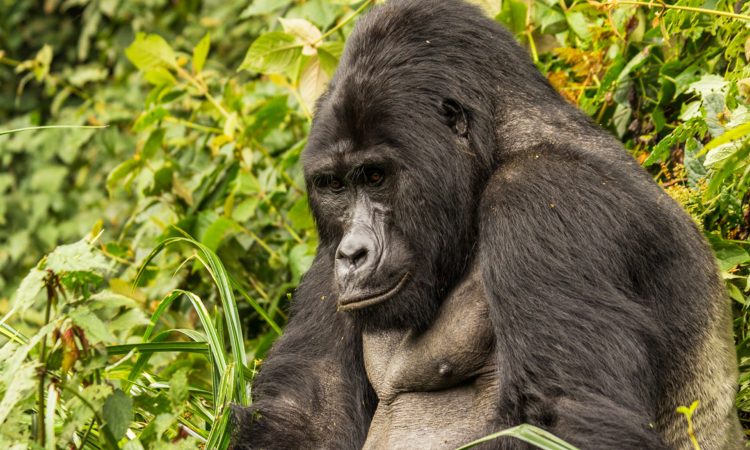 Where to Buy Gorilla Permits