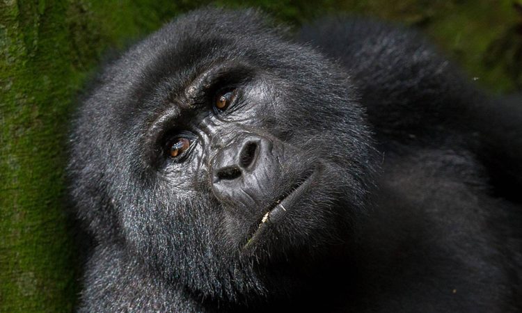 Gorilla Trekking Eligibility: Who Can Trek Gorillas in East Africa?