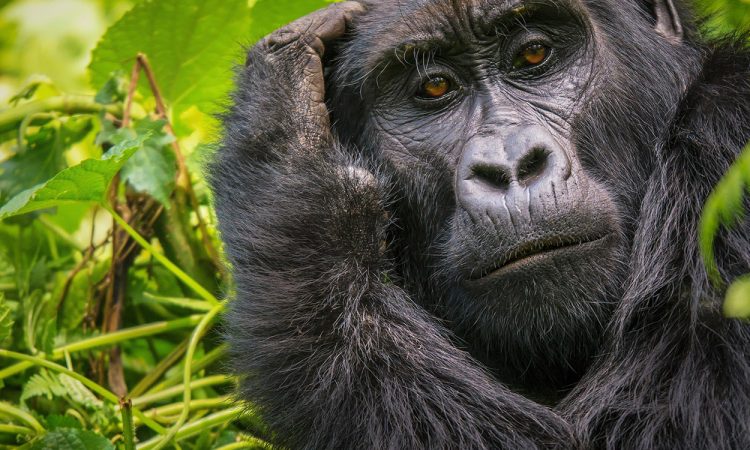 Why Uganda Gorilla Permits are Scarce
