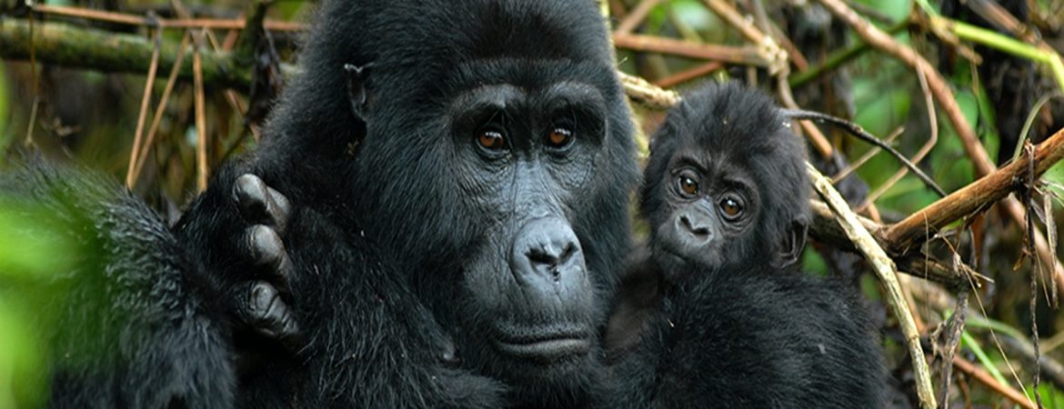 Why can't you make eye contact with a gorilla? - African Gorilla Tours