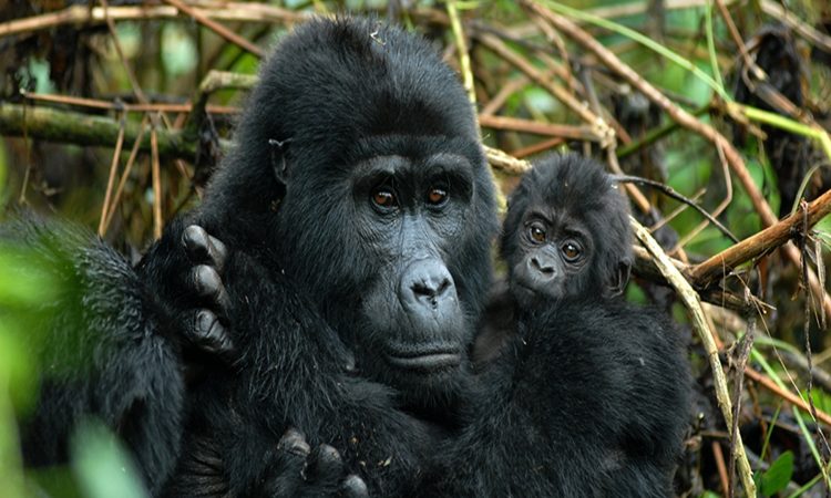 Why can't you make eye contact with a gorilla