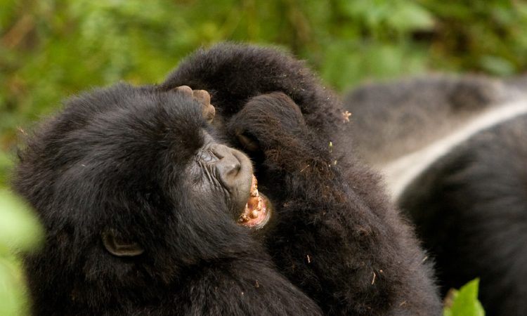 Understanding the Cost of Gorilla Trekking & Permits