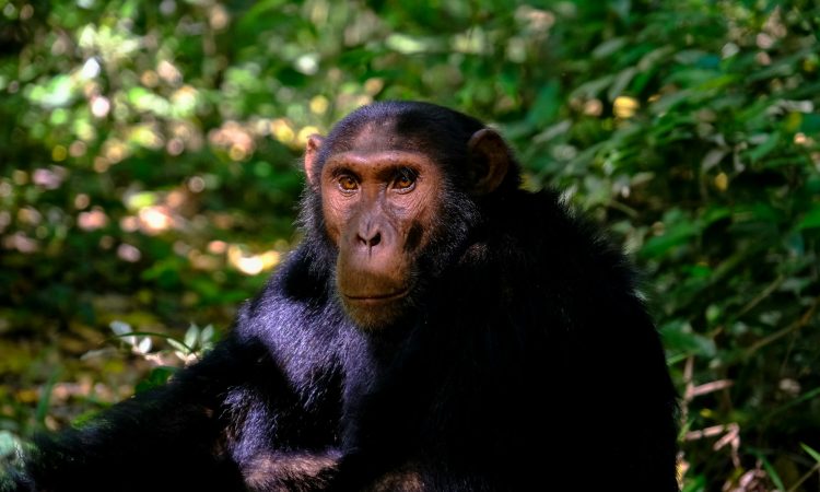Chimpanzee Tours in Rwanda