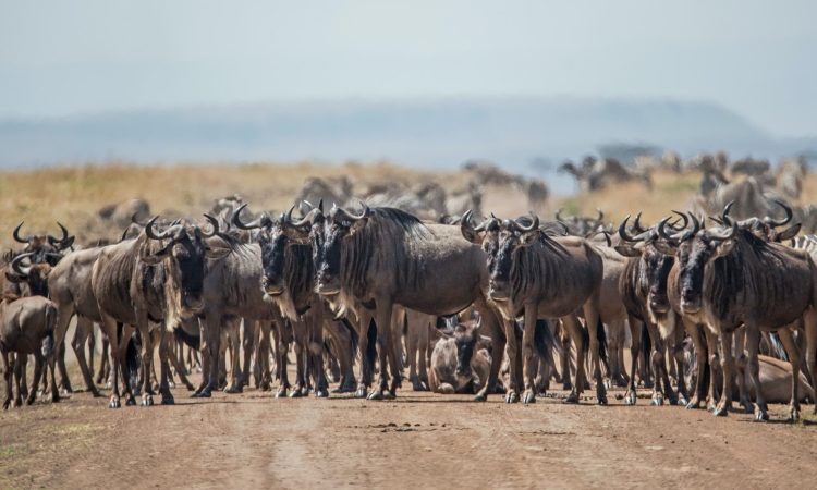 Kenya Safaris
