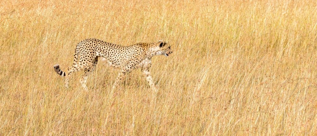 Kenya Student Safaris