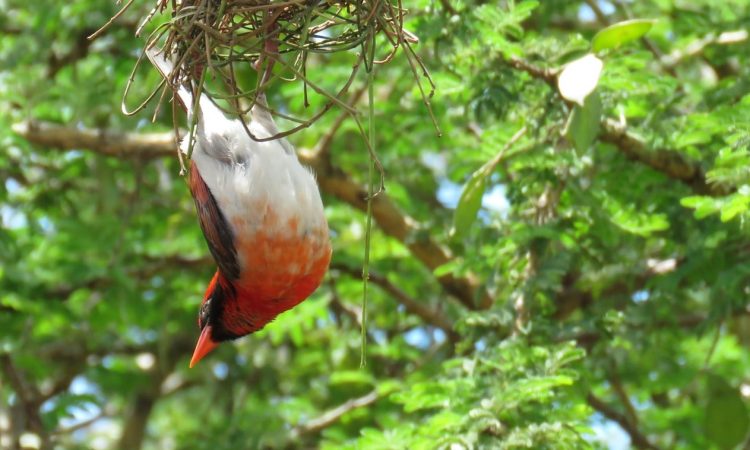 Rwanda Birding Safaris