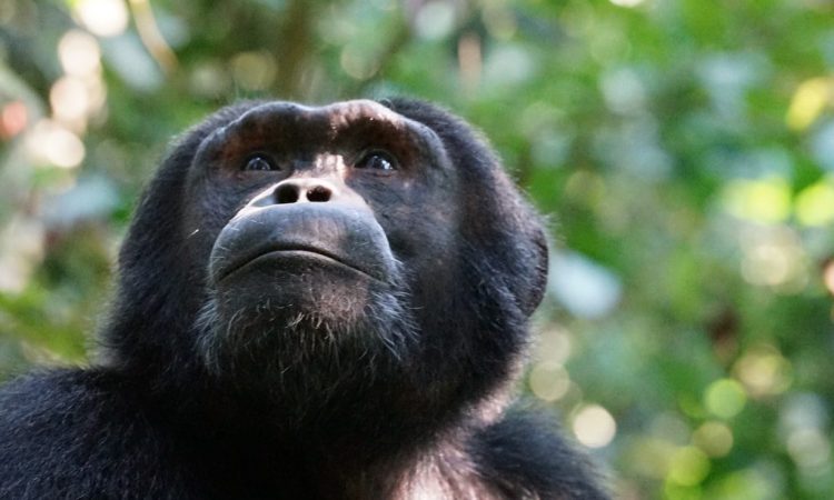 Rwanda Chimpanzee Trekking