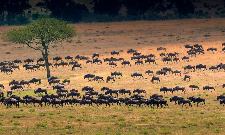 Tanzania Family Safaris