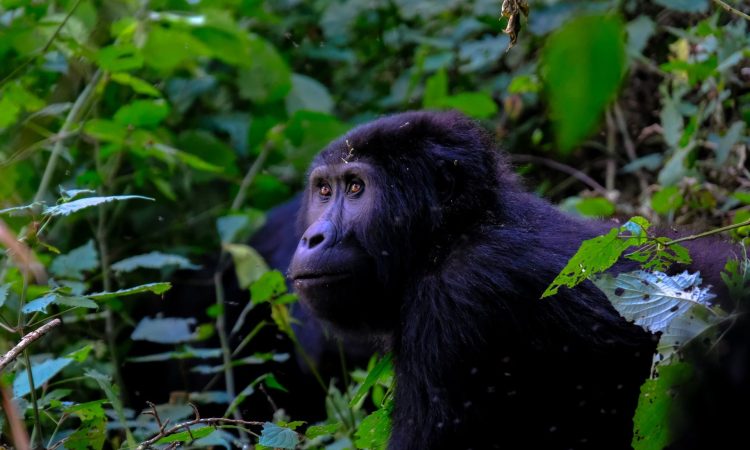 Uganda Primate Safaris