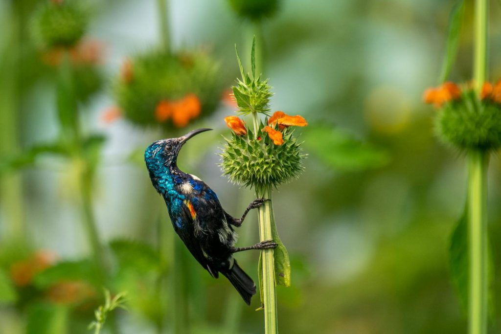 Activities on Lake Burera and Lake Ruhondo