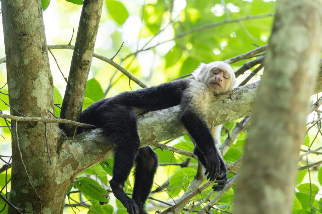 Colobus Monkey Trekking in Nyungwe Forest National Park