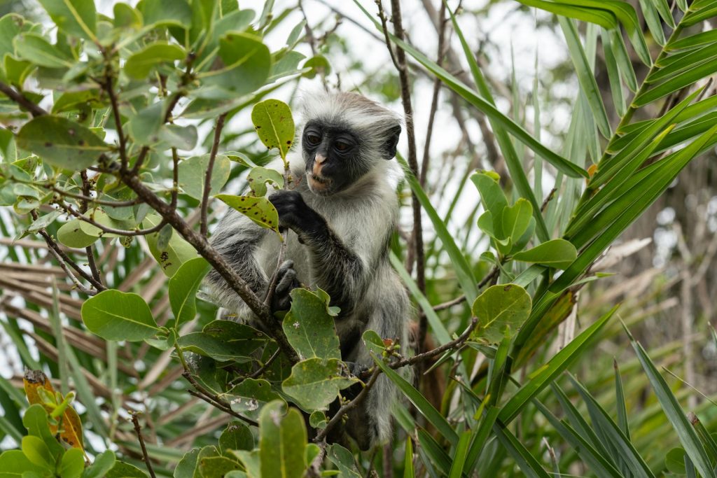 Colobus Monkey Trekking in Nyungwe Forest National Park