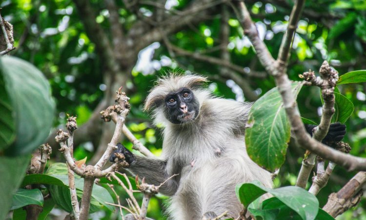 Colobus Monkey Trekking in Nyungwe Forest National Park