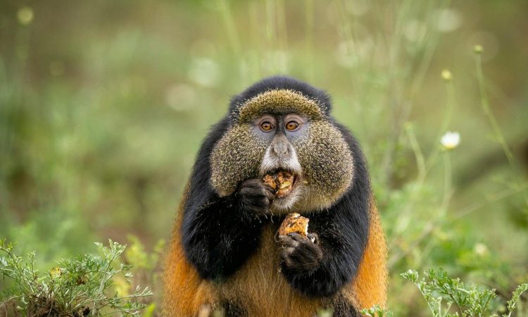 Golden Monkey Trekking in Rwanda's Volcanoes National Park