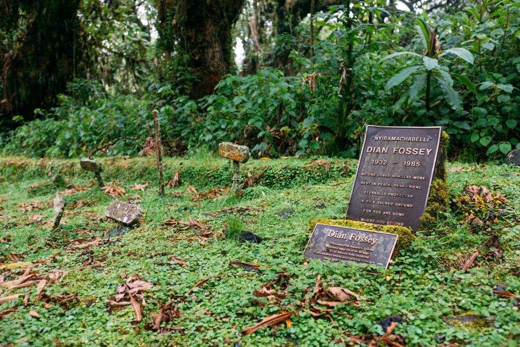 Karisoke Research Center - Dian Fossey's Legacy in Mountain Gorilla Conservation