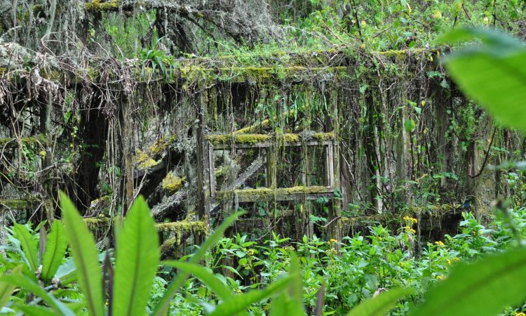 Karisoke Research Center - Dian Fossey's Legacy in Mountain Gorilla Conservation