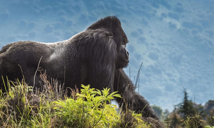 Budget Gorilla Trekking Safaris & Cost in Uganda & Rwanda