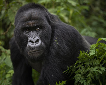 Luxury Gorilla Trekking