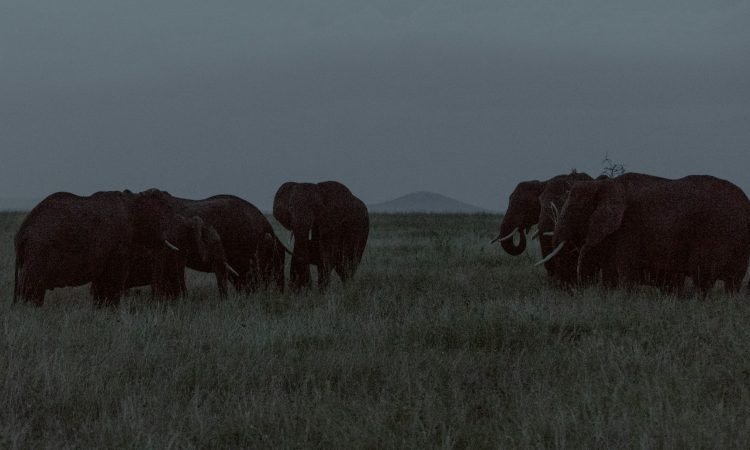 Night Game Drives in Akagera National Park - Experience Rwanda's Nocturnal Wildlife