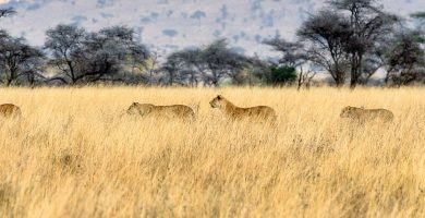 10-Day Grand Tanzania Safari
