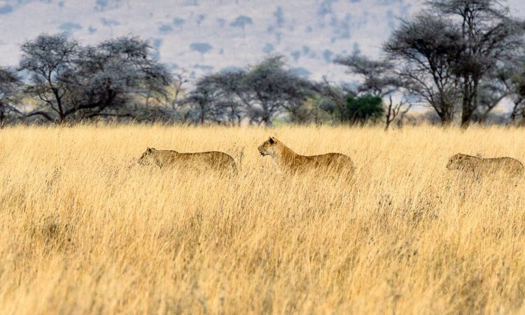 10-Day Grand Tanzania Safari