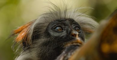 2 Days Jozani Forest Primate Trekking in Zanzibar Island