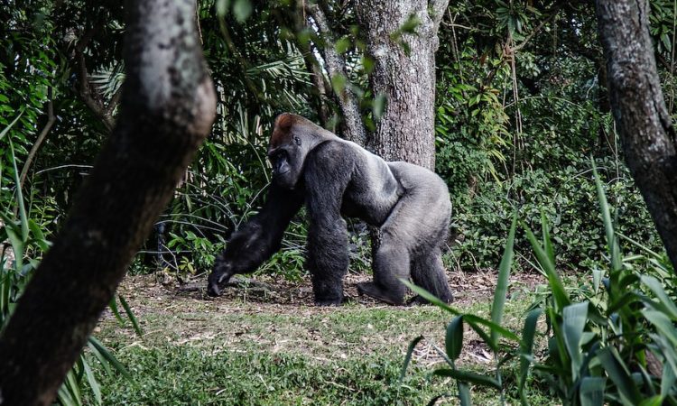 4 Days Congo Lowland Gorillas & Community Tour in Bukavu