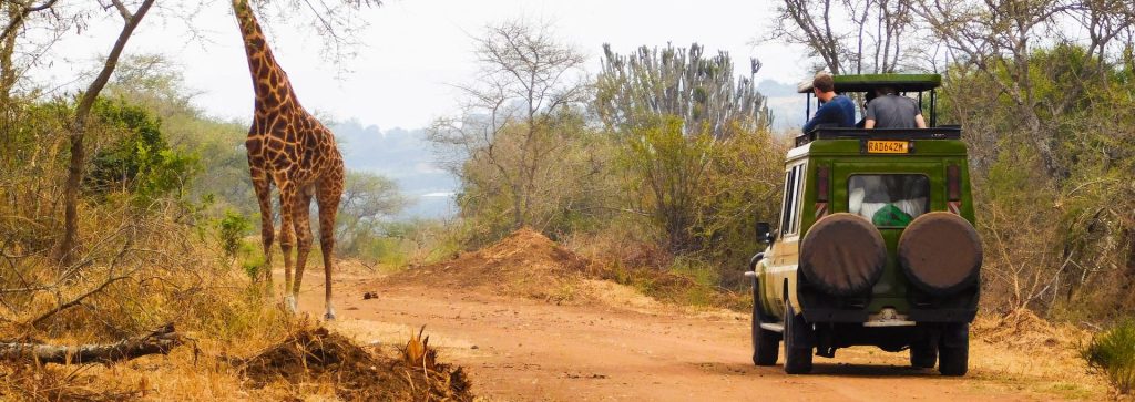 Game drives in Akagera National Park