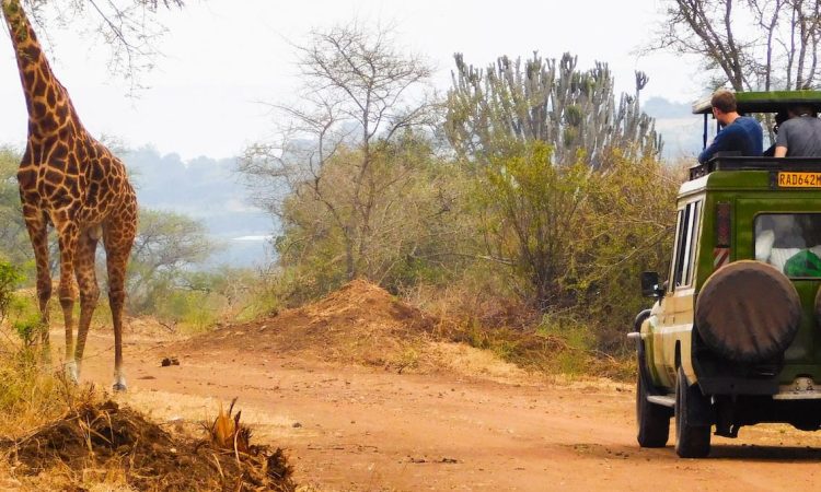 Game drives in Akagera National Park