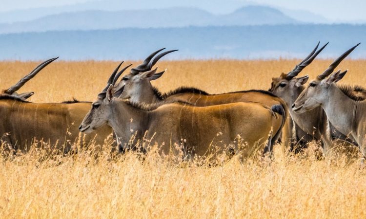 5 Days Maasai Mara Wildlife Safari Tour