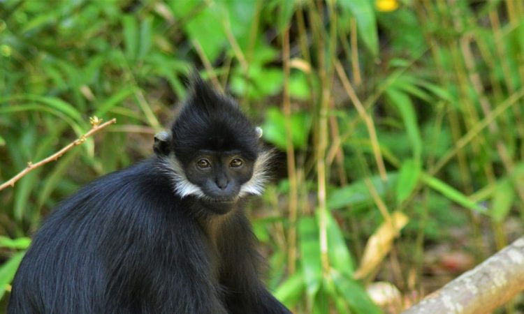 5 Days Nyungwe Forest Chimpanzee & Hiking Safari