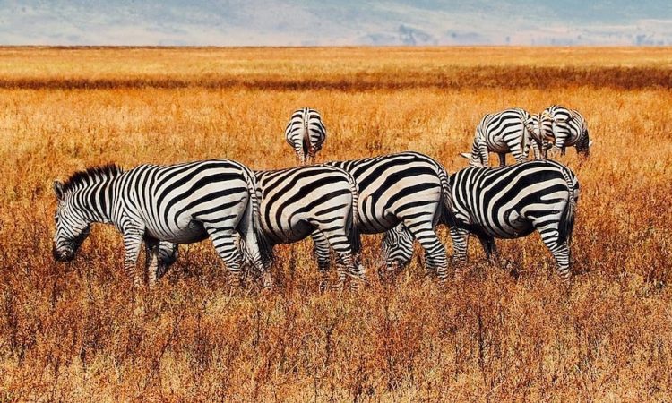 5-Day Gorilla Trek & Ngorongoro Wildlife Safari