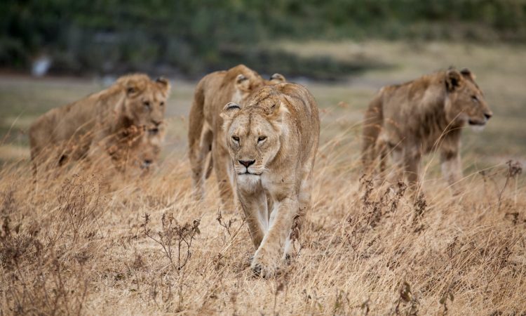 6-Day Uganda Gorilla Trek & Ngorongoro Safari Adventure