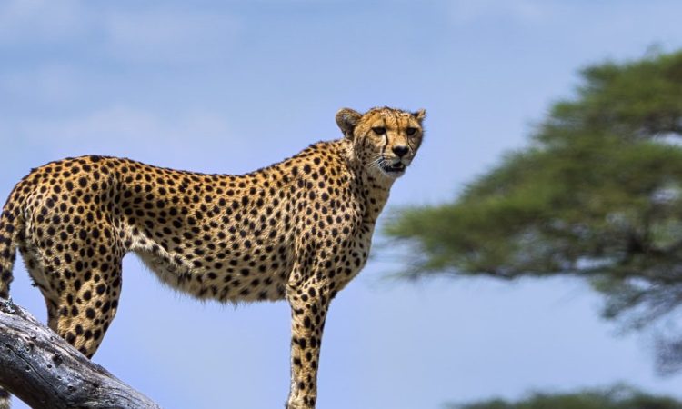 7 Days Congo Lowland Gorillas & Serengeti Wildlife Safari