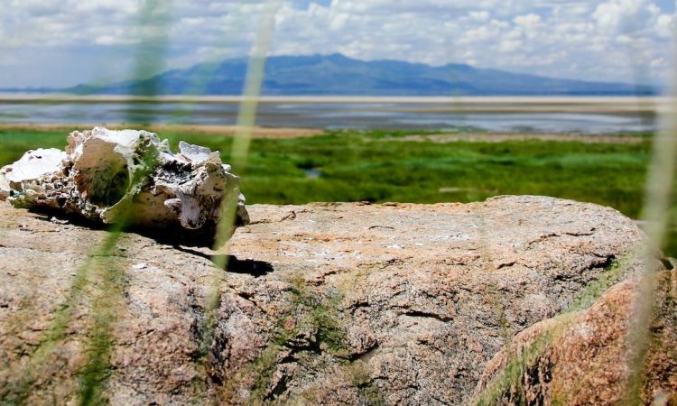 7-Day Tanzania Safari | Lake Manyara, Serengeti, Ngorongoro Exploration