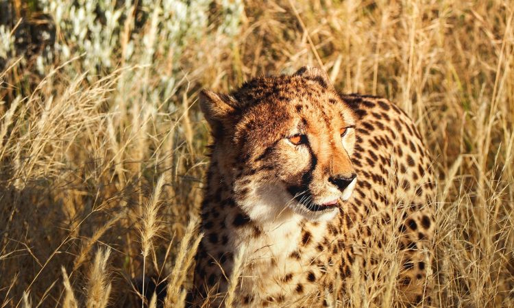 10 Days Uganda Rwanda Primates & Kenya Tanzania Big Cats Safari