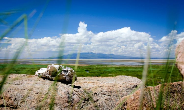 2-Day Tarangire & Lake Manyara Safari Adventure