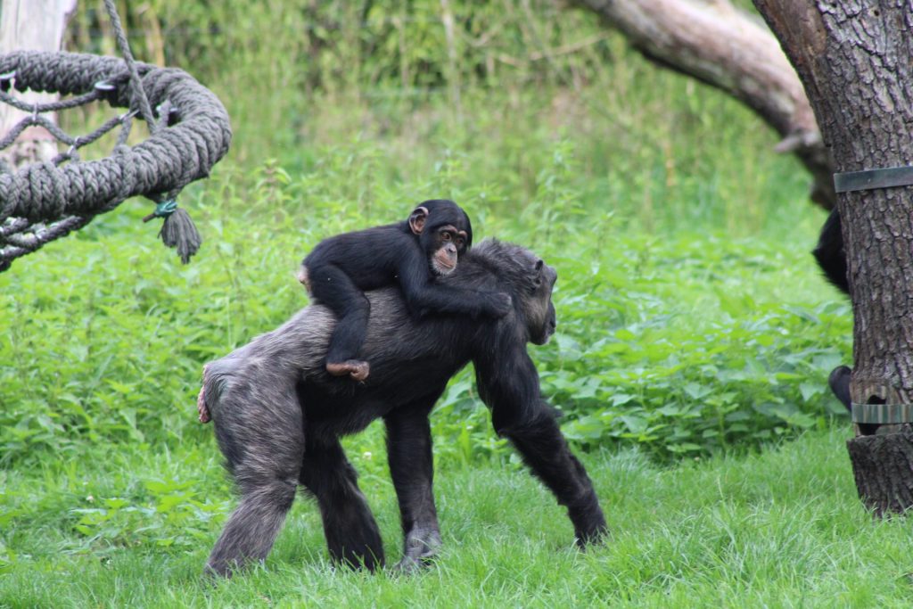 3 Days Bonobo Chimpanzee Trekking Safari