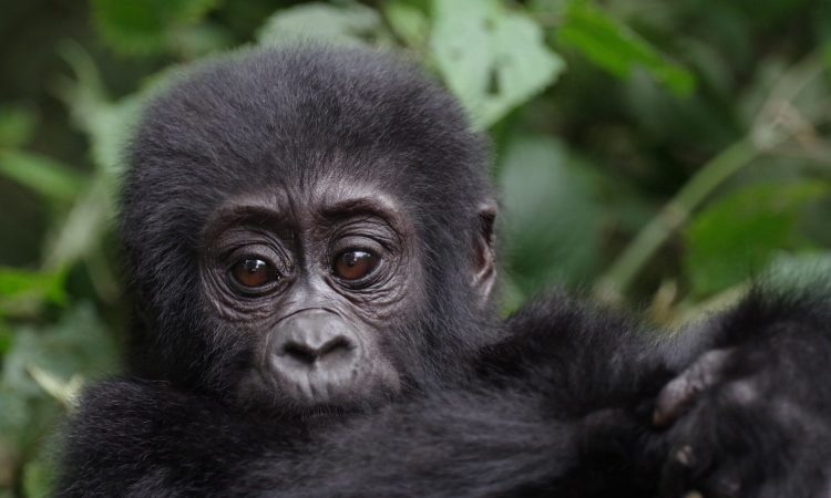 3 Days Bwindi gorilla trekking tour from Kigali